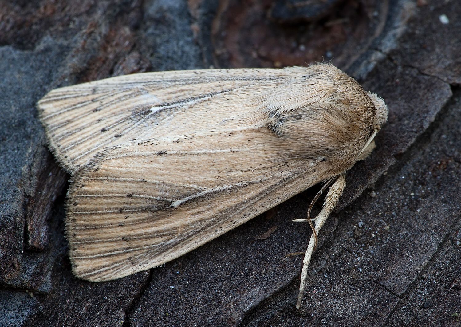 Mythimna unipuncta