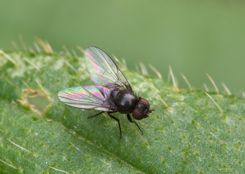 Ophiomyia nasuta