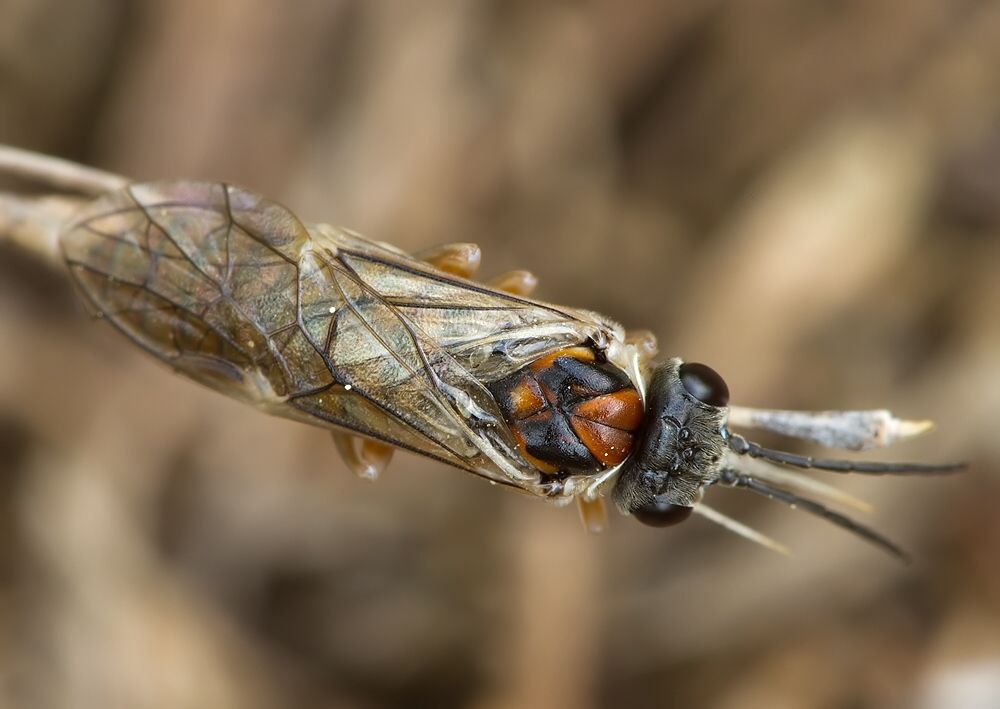 Periclista albida