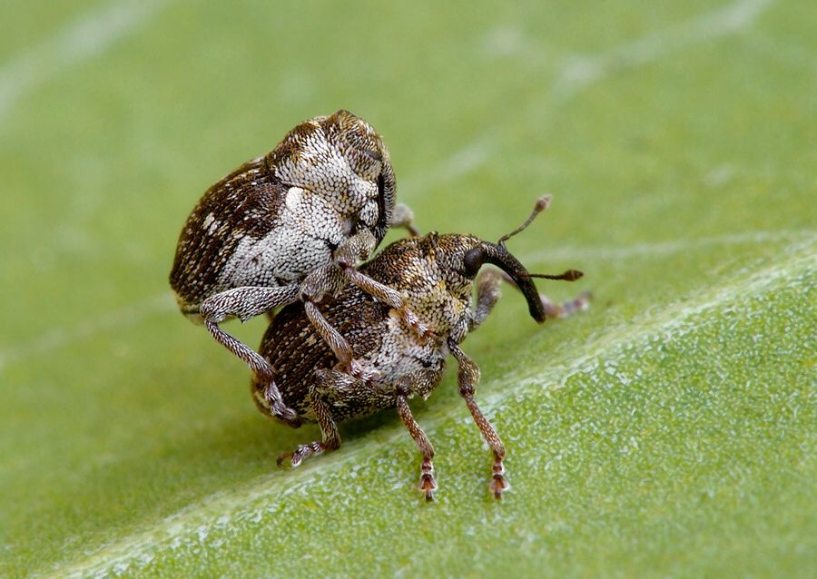 Nedyus quadrimaculatus