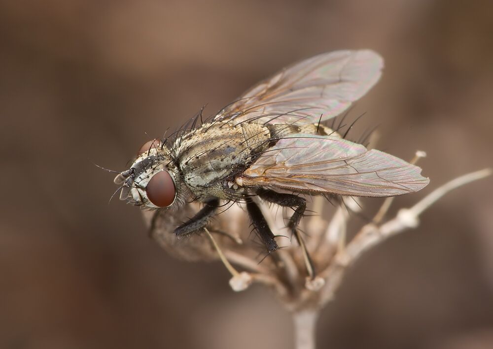 Macronychia agrestis