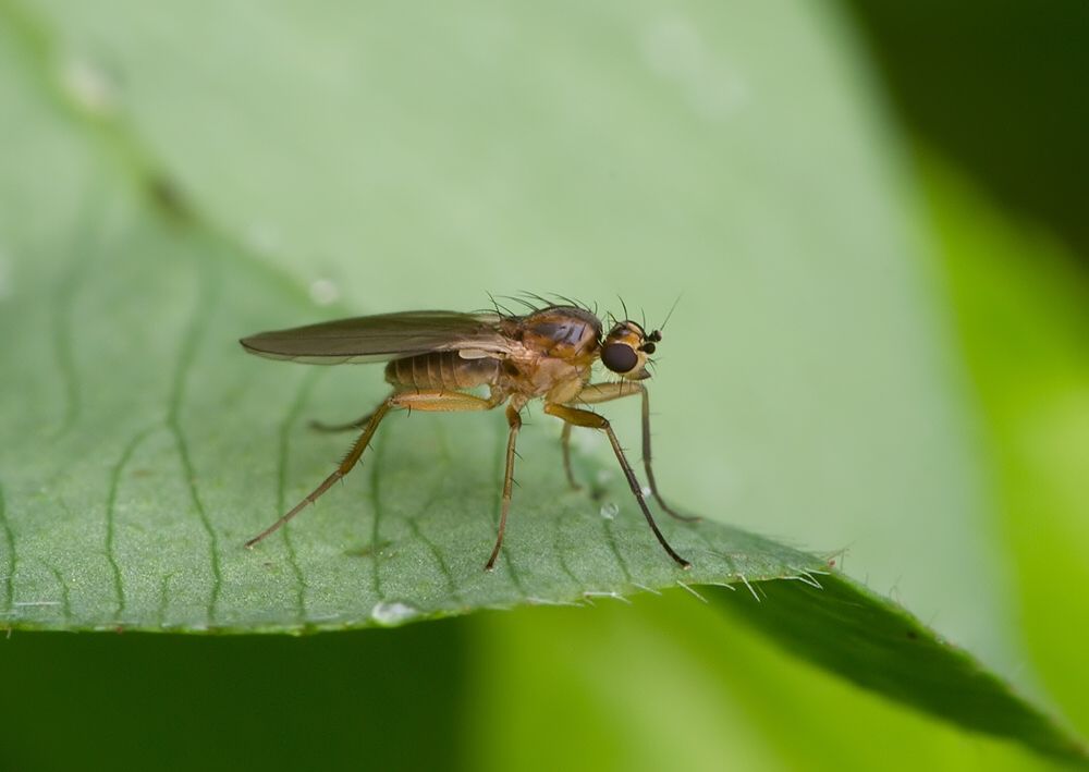 Lonchoptera lutea