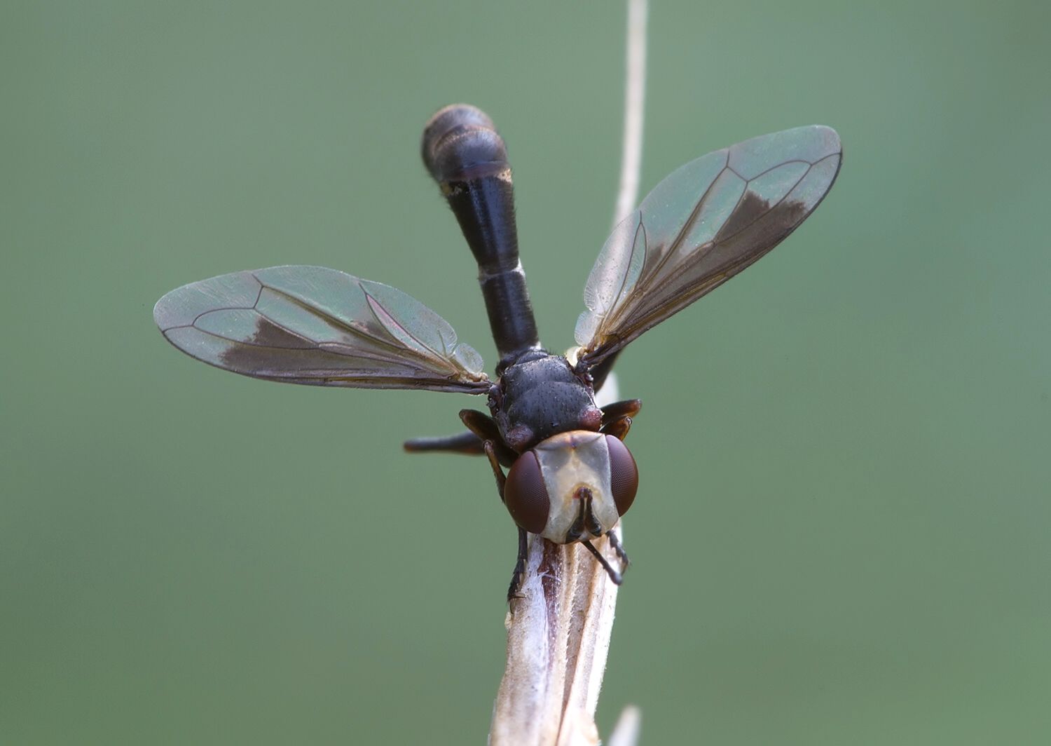 Physocephala pusilla