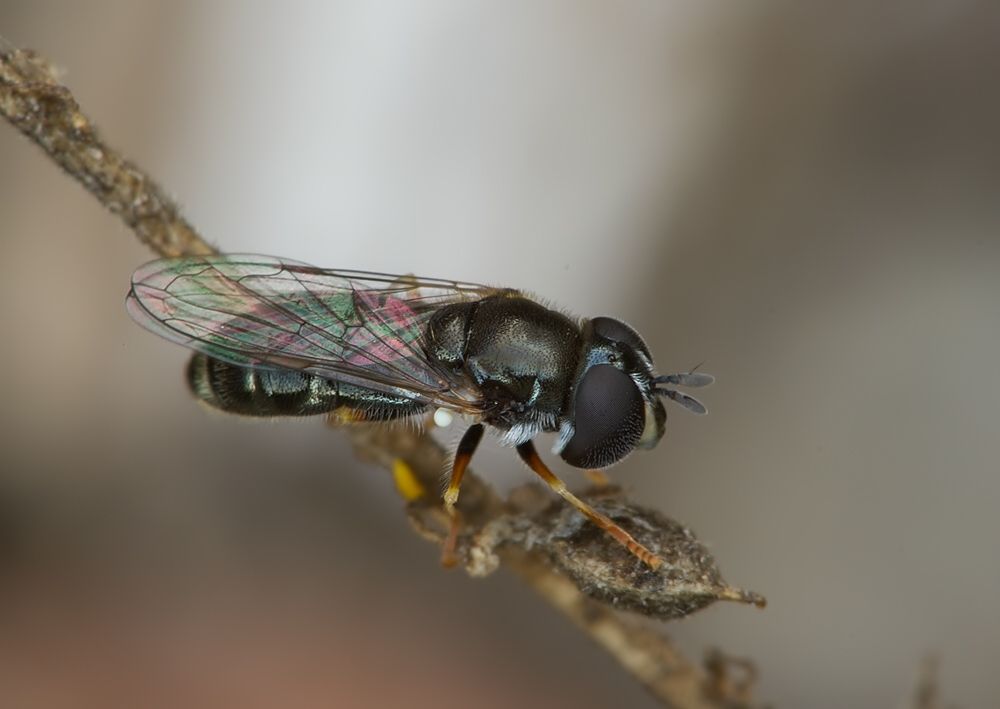 Paragus tibialis