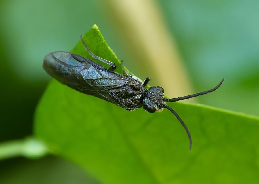 Blennocampa phyllocolpa