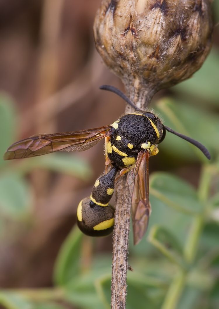 Eumenes pomiformis