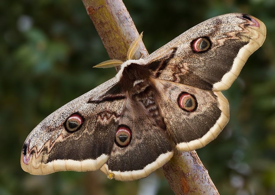 Saturnia pyri