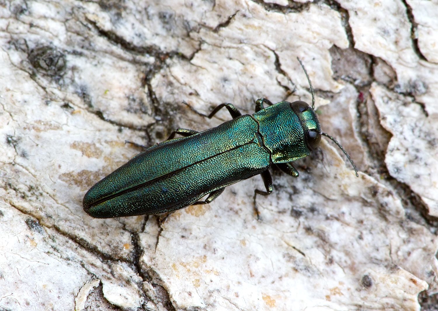 Agrilus sulcicollis