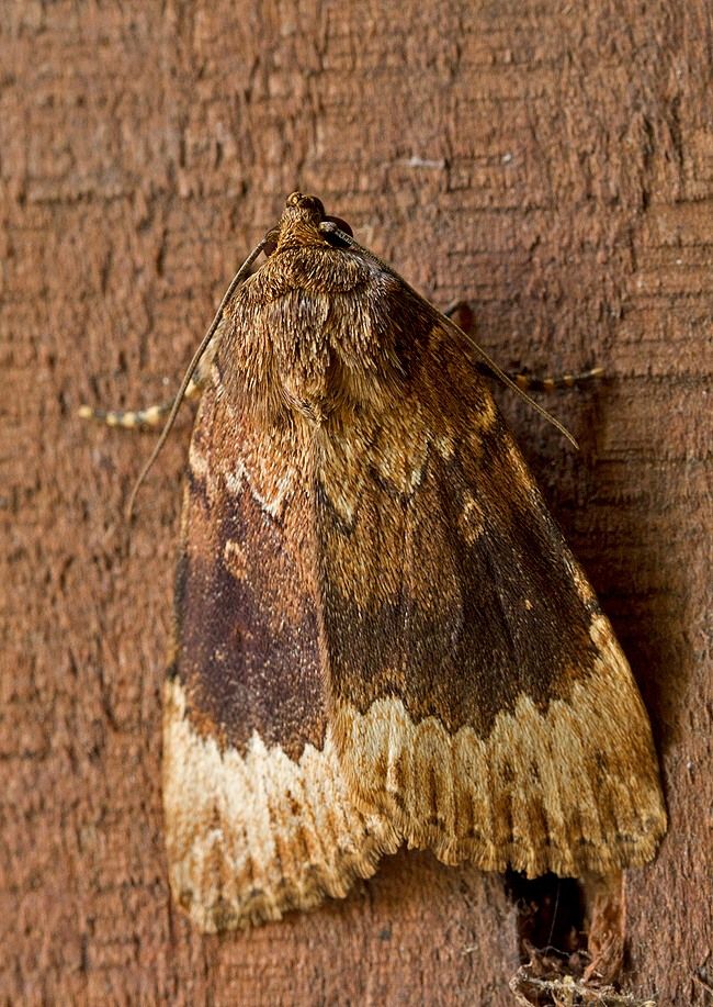 Amphipyra perflua