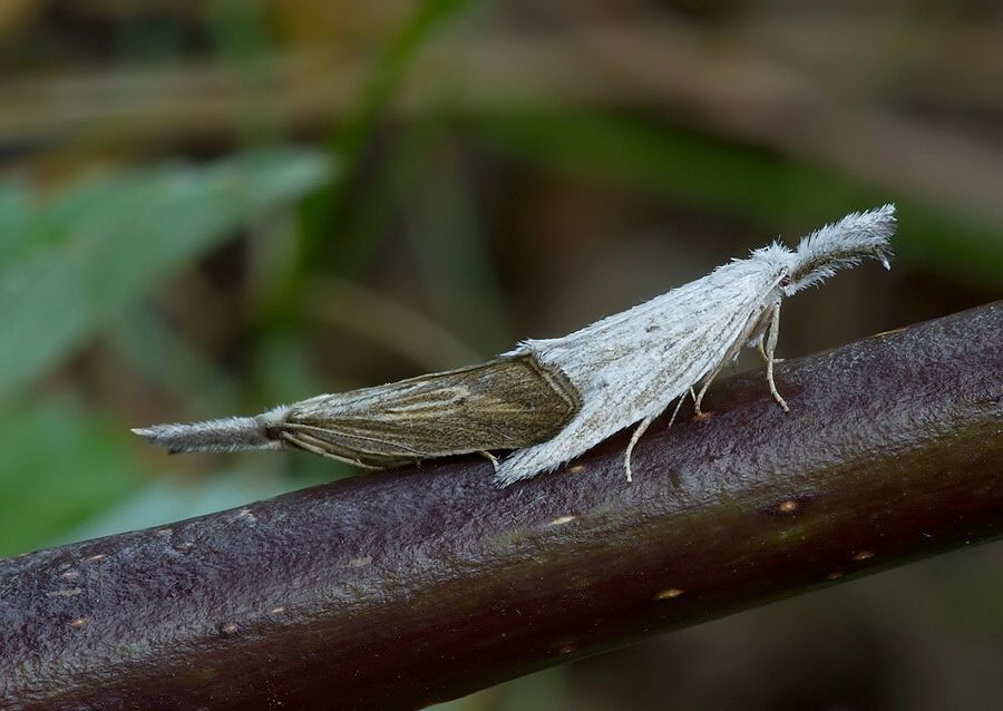 Minetia criella