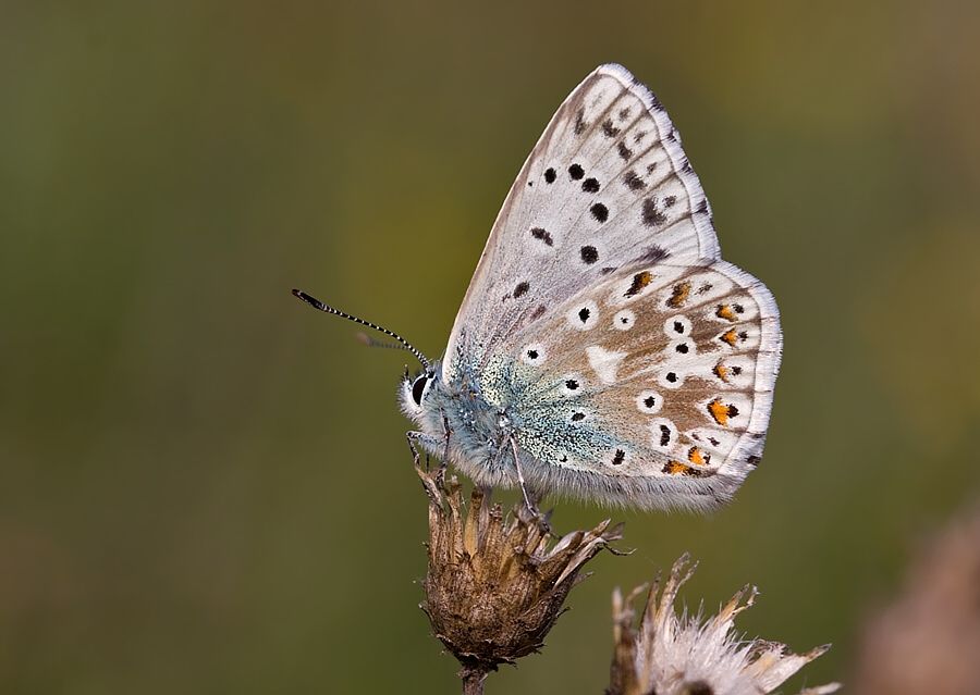 Polyommatus slovacus