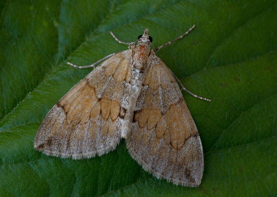 Thera firmata