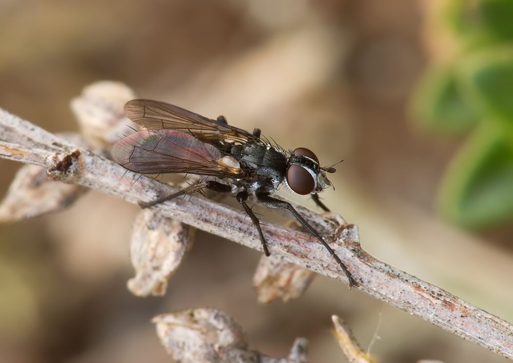 Cylindromyia pusilla