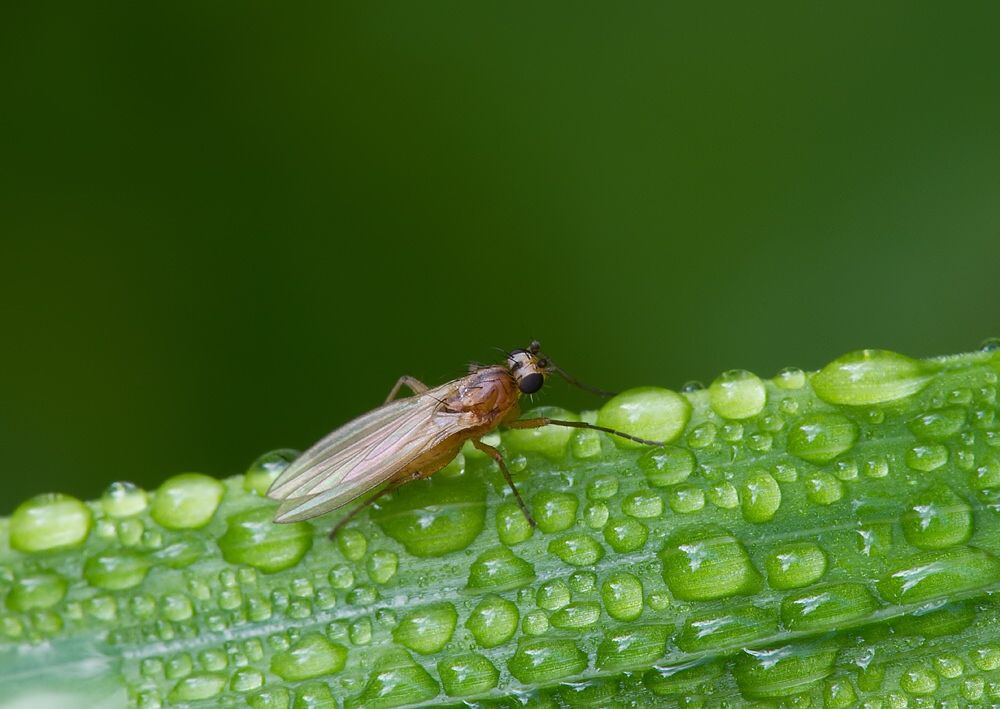 Lonchoptera bifurcata