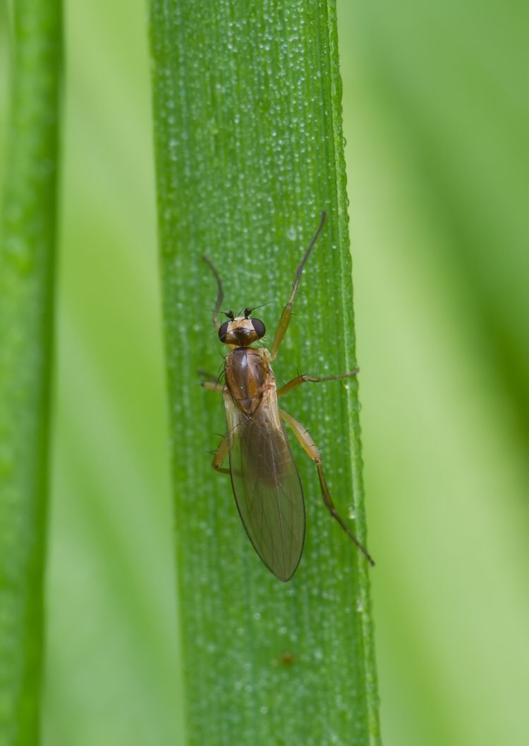 Lonchoptera tristis