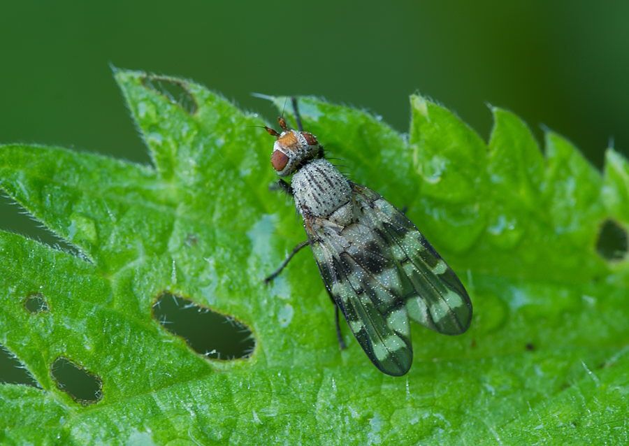 Otites centralis