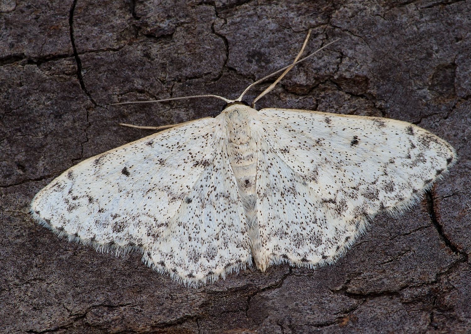Scopula marginepunctata