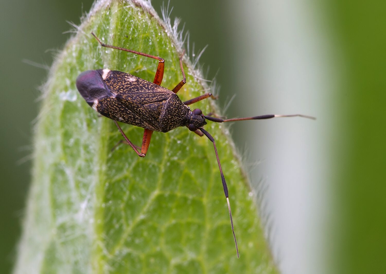 Closterotomus biclavatus