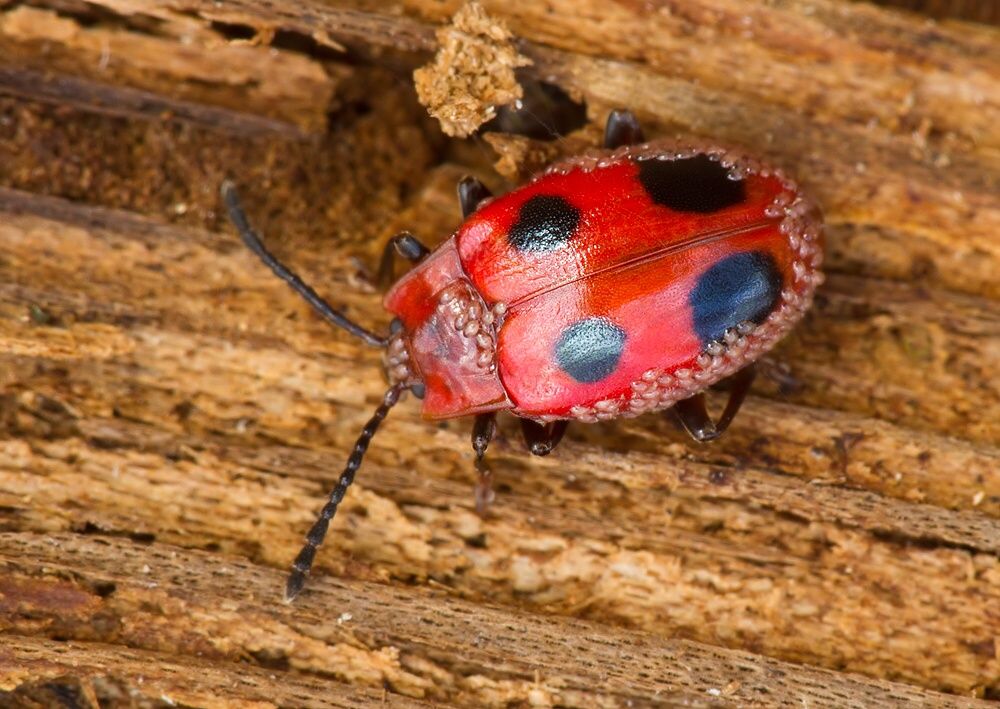 Endomychus coccineus