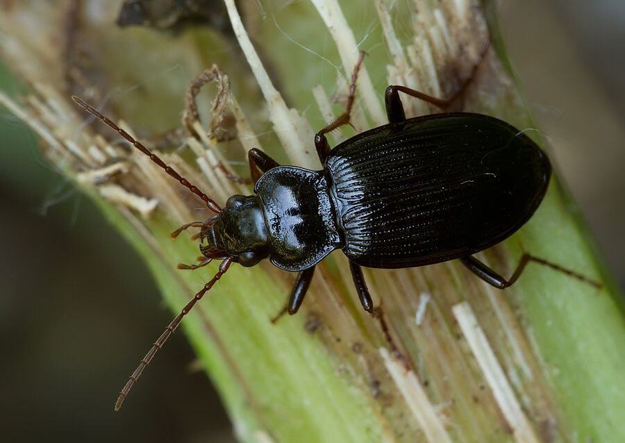 Nebria brevicollis