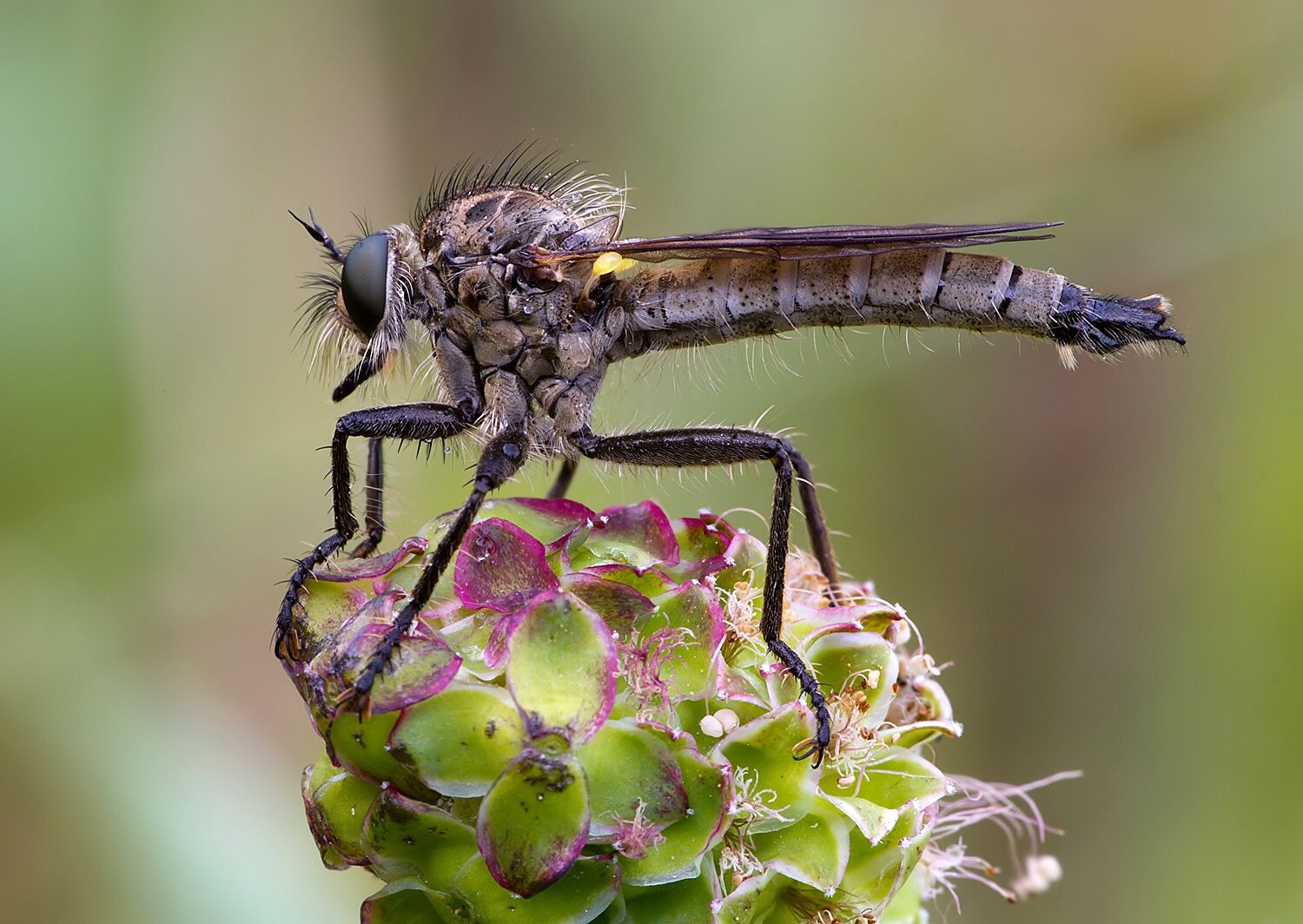Dysmachus fuscipennis