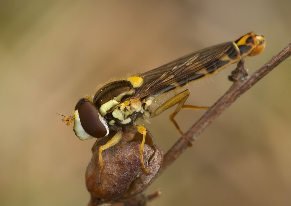 Sphaerophoria scripta