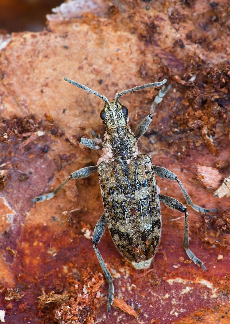 Rhagium inquisitor