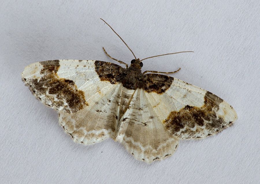 Ligdia adustata
