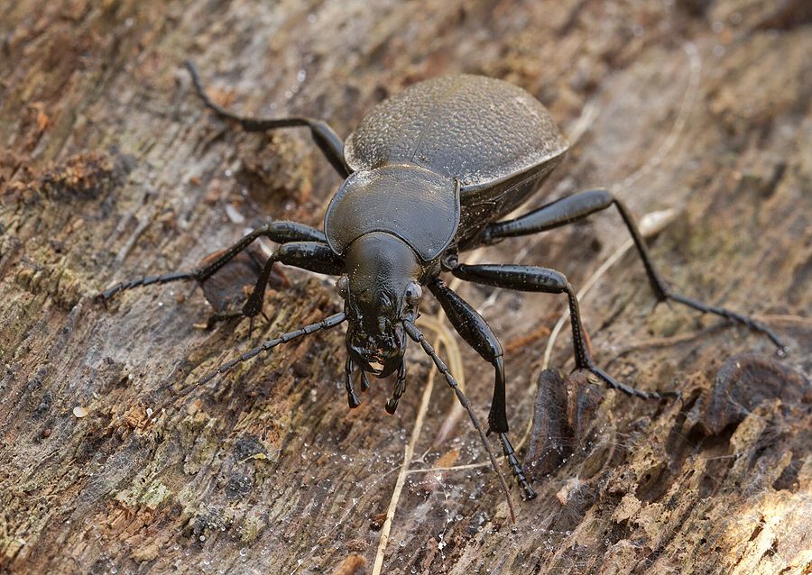Carabus coriaceus