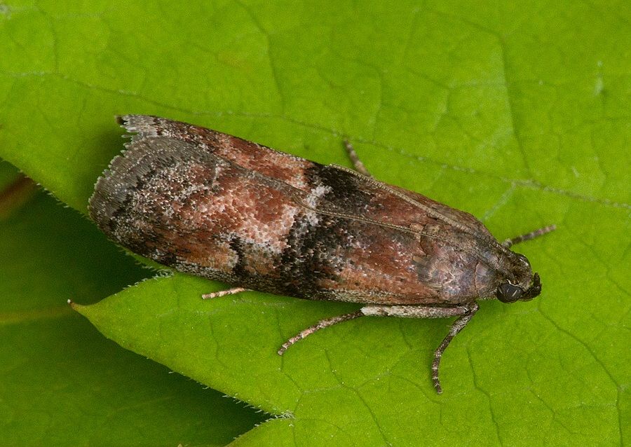 Pempelia formosa
