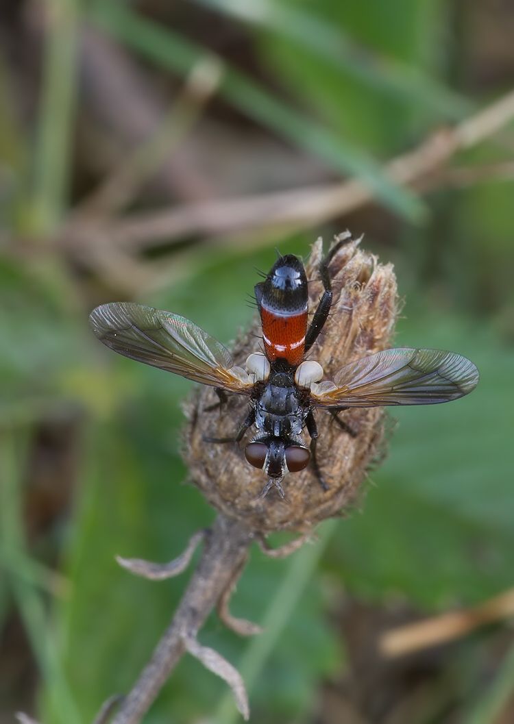 Cylindromyia brassicaria