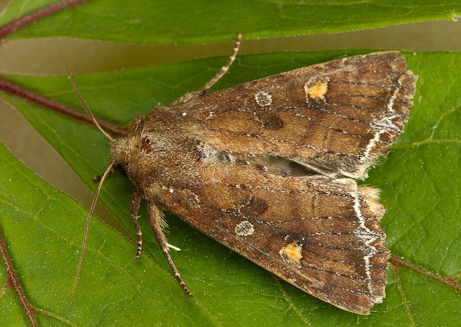 Lacanobia oleracea