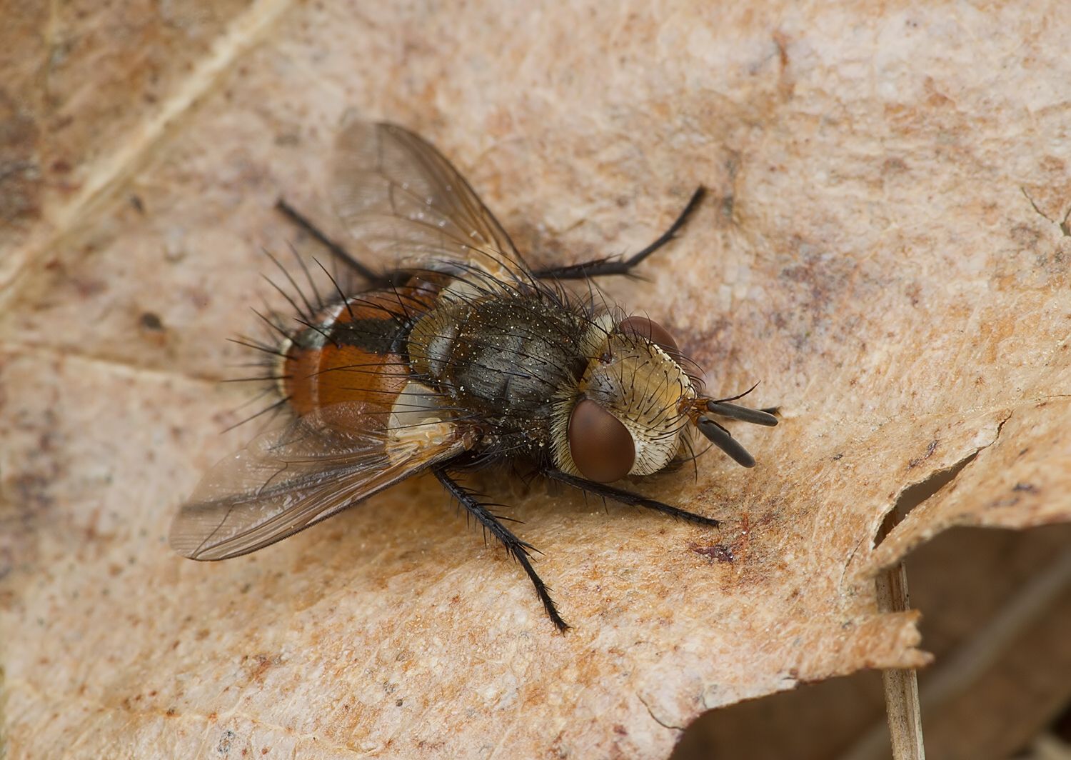 Gonia ornata