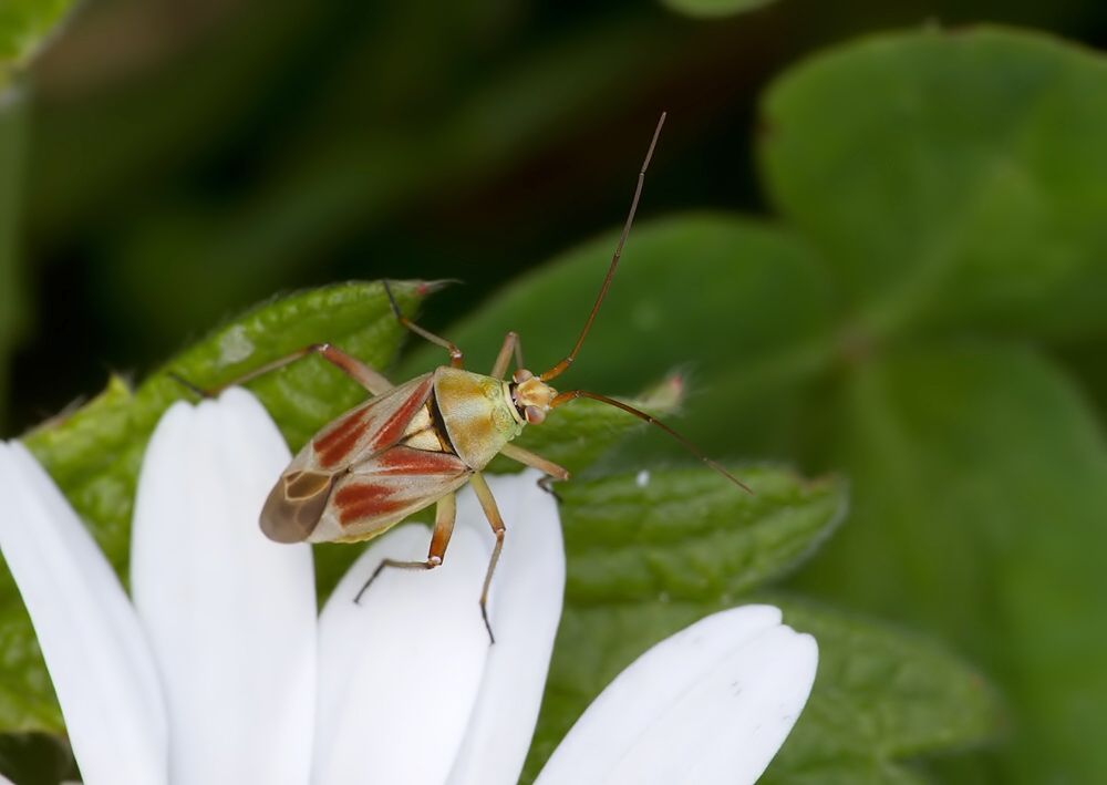 Calocoris roseomaculatus