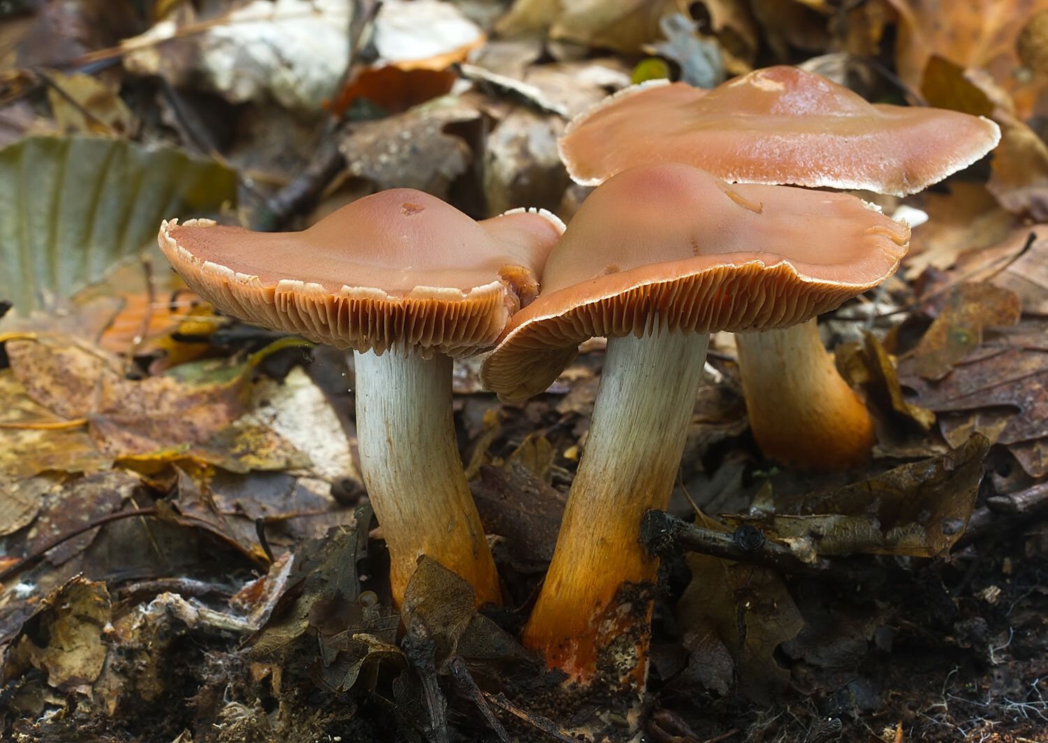 Cortinarius bulliardii