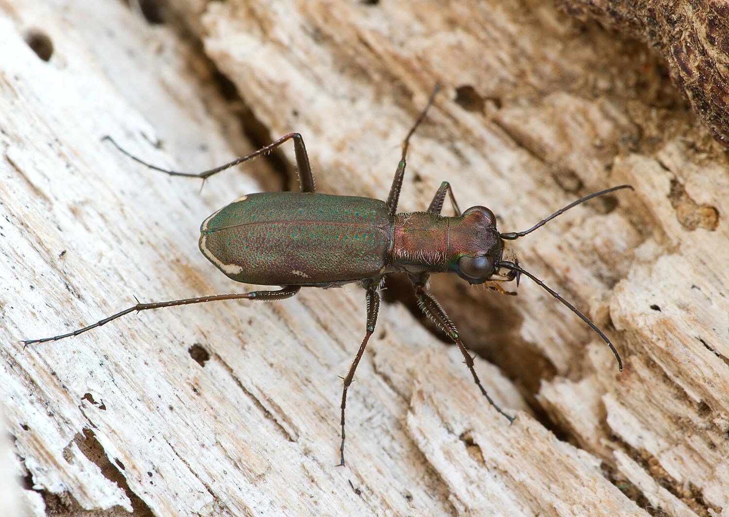 Cylindera germanica