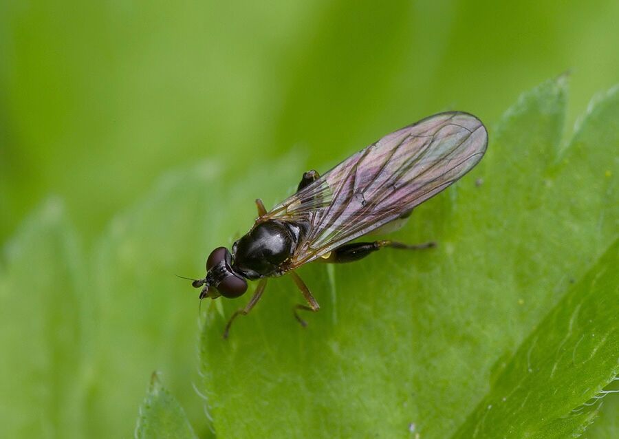 Sphegina sibirica cf.