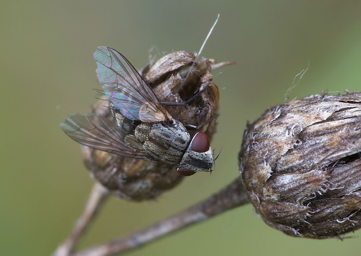 Miltogramma rutilans