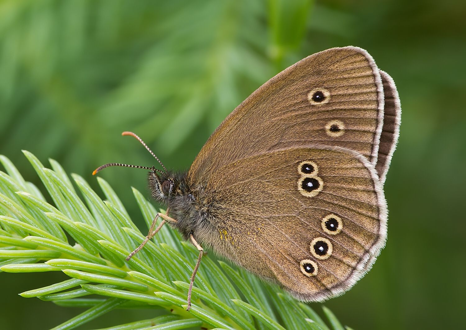 Aphantopus hyperantus