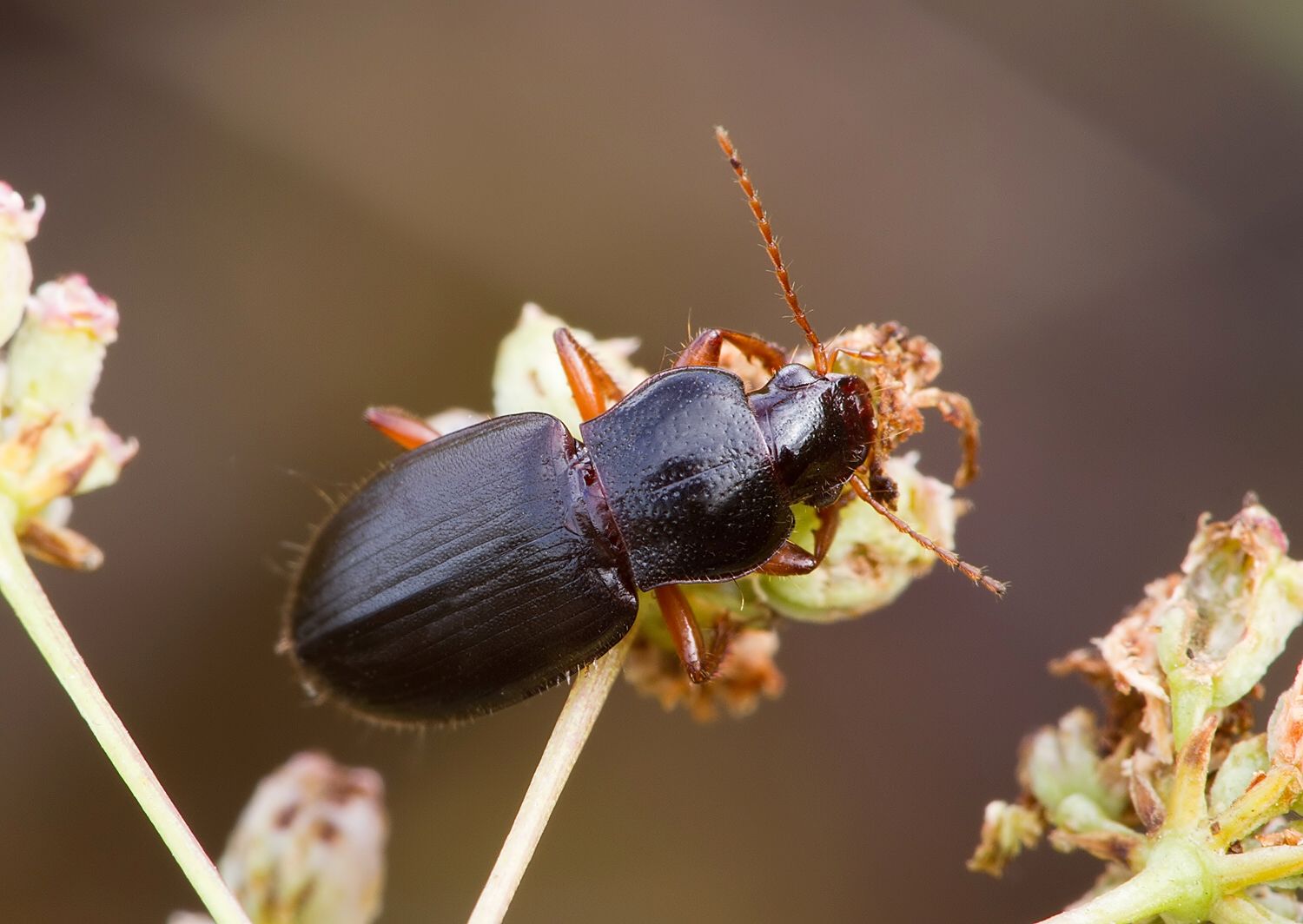 Ophonus puncticeps