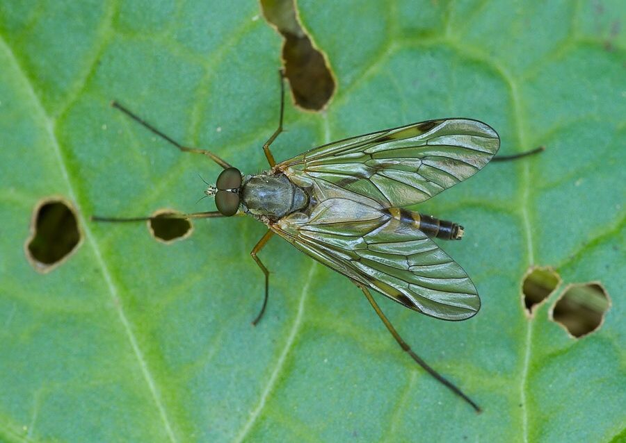 Rhagio maculatus