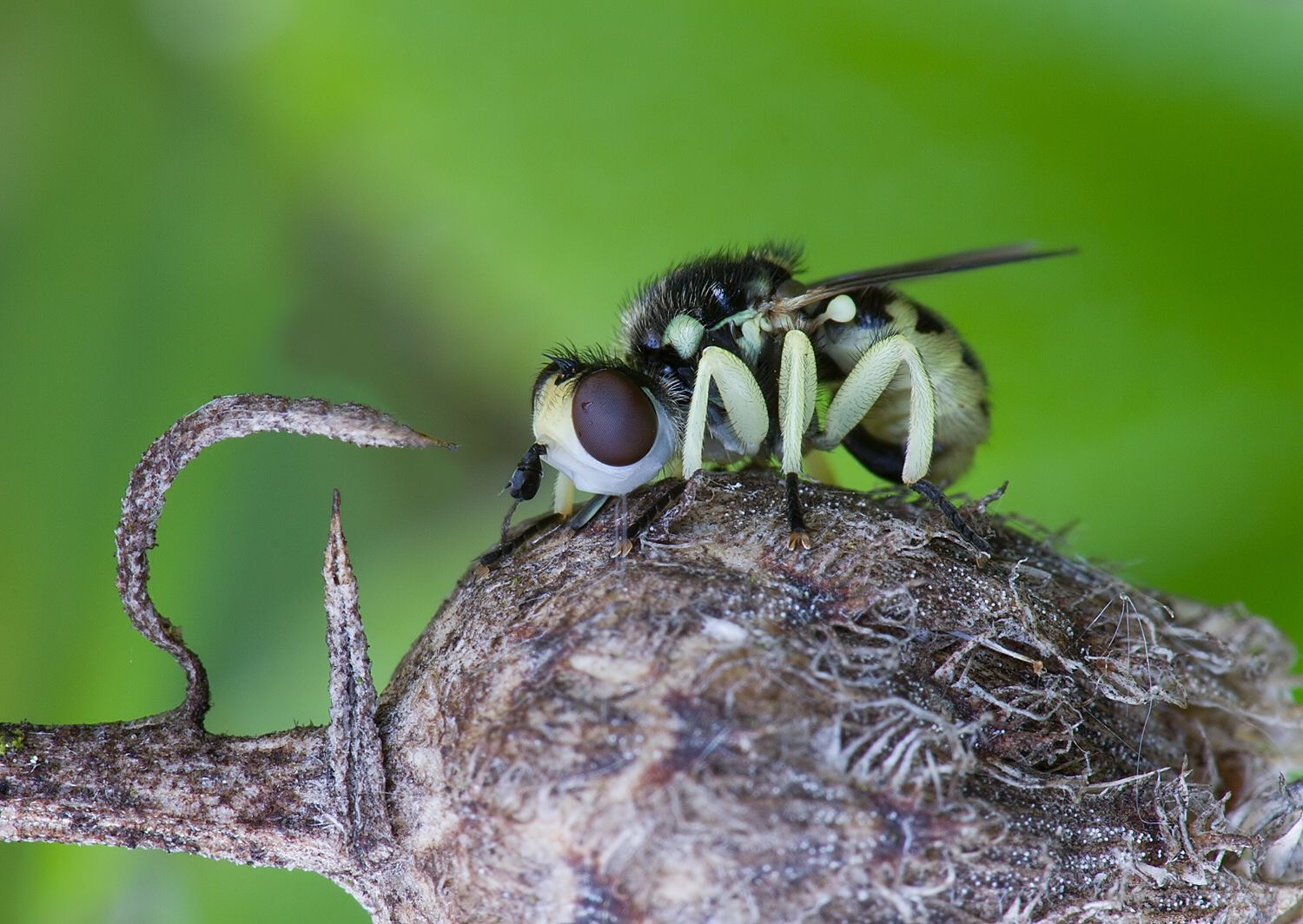 Dalmannia punctata