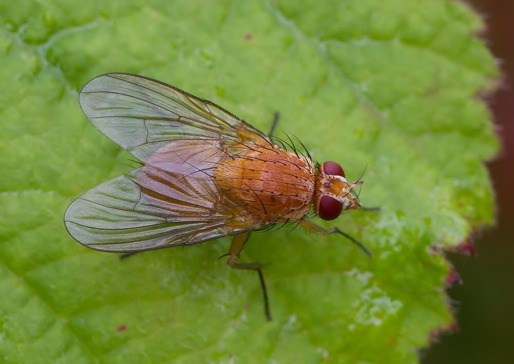 Phaonia pallida