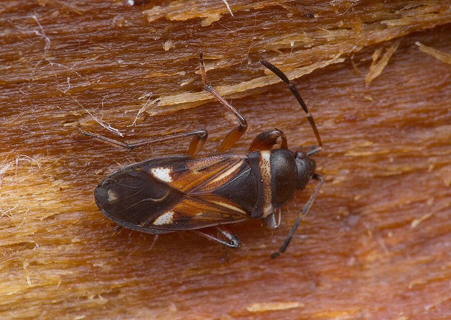 Raglius alboacuminatus