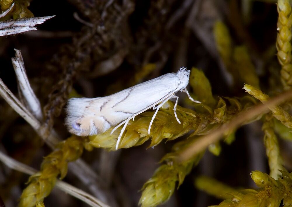 Phyllonorycter harrisella