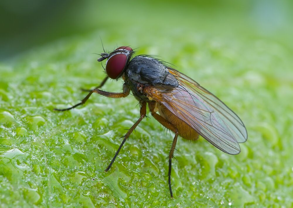 Mycophaga testacea