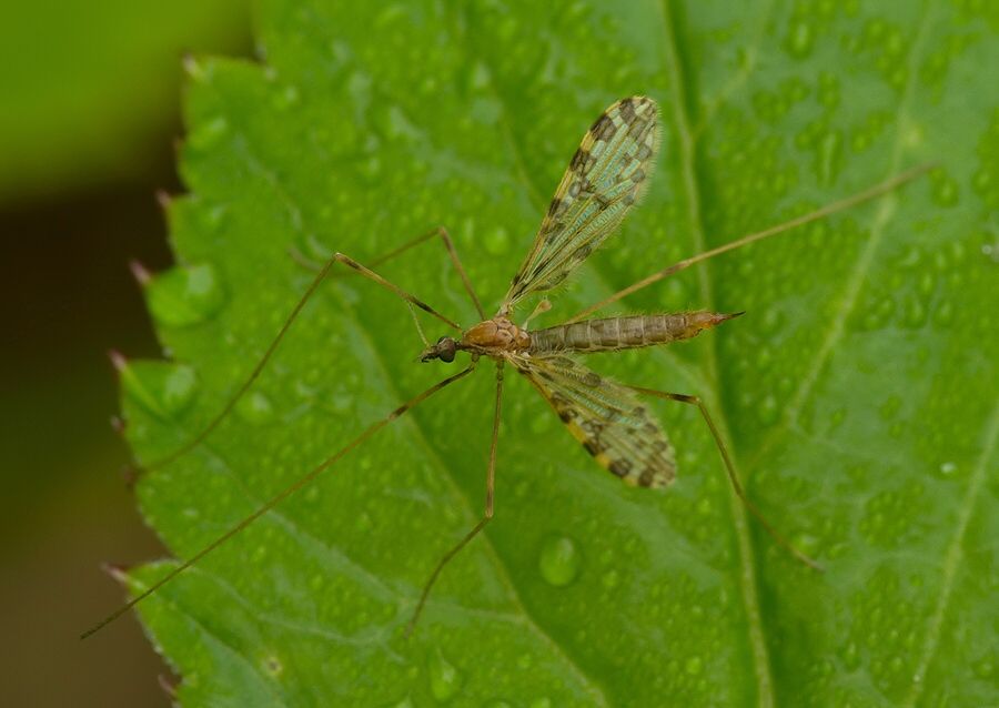 Ilisia maculata