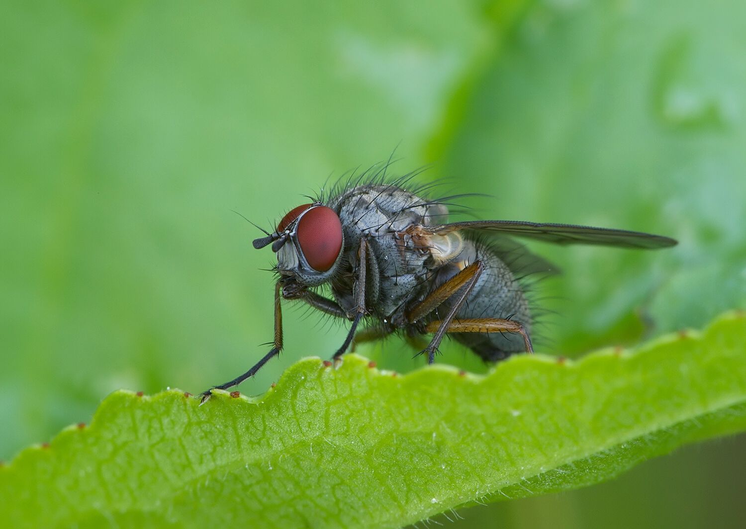 Hylemya nigrimana