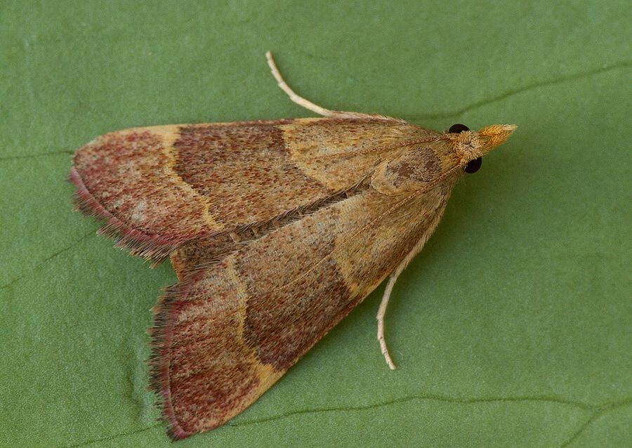 Hypsopygia rubidalis