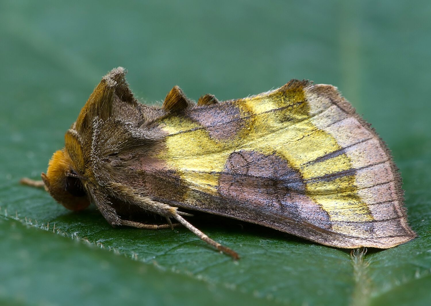 Diachrysia stenochrysis